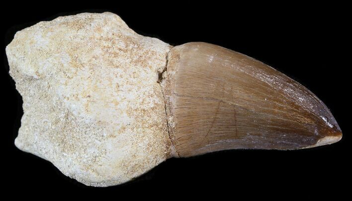 Rooted Mosasaur (Prognathodon) Tooth #43188
